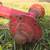 Farmall 6 bolt narrow front 3 thumbnail