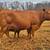 Gentle Heat Tolerant Grass Efficient Cows - Gelbvieh/Red Angus/Senepol 21 thumbnail