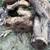 English walnut tree 7 thumbnail