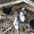 Blue egg layer-polka dot and black Pullets 1 thumbnail