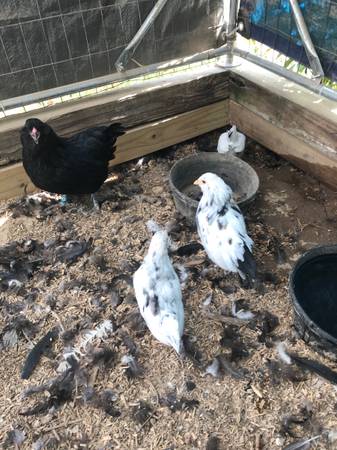 Blue egg layer-polka dot and black Pullets 1