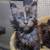 Maine coon kittens 13 thumbnail