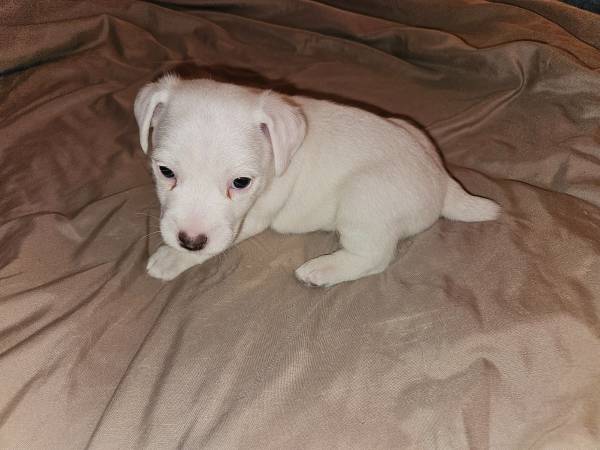 Jack Russell Puppy-Hembra (Carrollton, Ga)63922481913858120