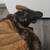 Hand Puppet Bat 8 thumbnail
