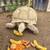 Tortoise 1 thumbnail