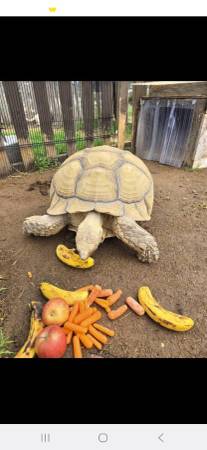 Tortoise 1