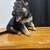 German Shepherd Pups 2 thumbnail