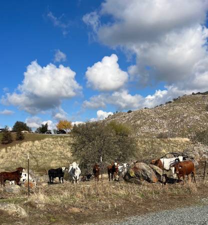 $500 Ideallic Hobby Farm / Ganado Foothill Acreage 4 Alquiler (Exeter)63809865005187124