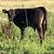 Purebred Angus Steer 1 thumbnail