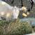 DWARF GOATS 4 thumbnail
