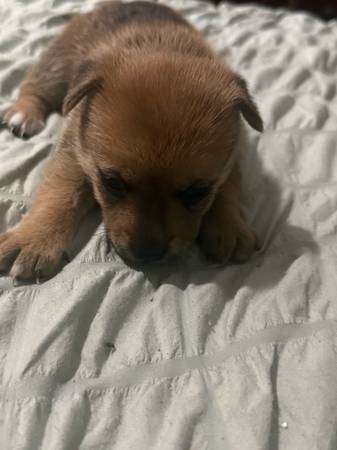 Cachorro de 5 semanas de Yorkshire terrier / cruce de Shiba Inu (Bronx) (Bronx)63839338554625121