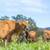 Jersey Dairy Nurse Cows 2 thumbnail