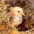 Hatching eggs 2 thumbnail