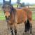 Halflinger cross mare (REDUCED) 15 thumbnail