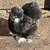 Silkie Chickens / Split & Mottled SILKIE HENS 2 thumbnail