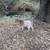 Nigerian Dwarf Goat 2 thumbnail