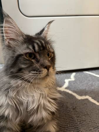 Maine coon macho (Southworth)63885717405569122