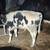 Weaned Holstein Steer 4 thumbnail