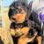 Airedale Puppies 8 thumbnail