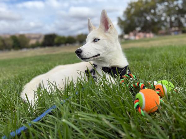 14 old weeks husky (milpitas)63683376881537121