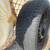 Audi 2 winter rims and tires size 15 4 thumbnail