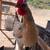 Chickens 1 thumbnail