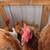 Chickens 1 thumbnail