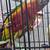 Young hand fed green cheek conures 9 thumbnail
