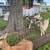 2 friendly 3 month old wethers 5 thumbnail
