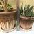 Jade and zebra plants in a pair of glazed pots 6 thumbnail