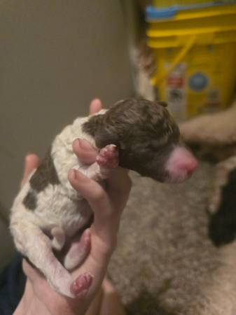 Poodle puppies