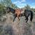 Aqha gelding 2 thumbnail