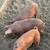 Piglets for Sale 3 thumbnail