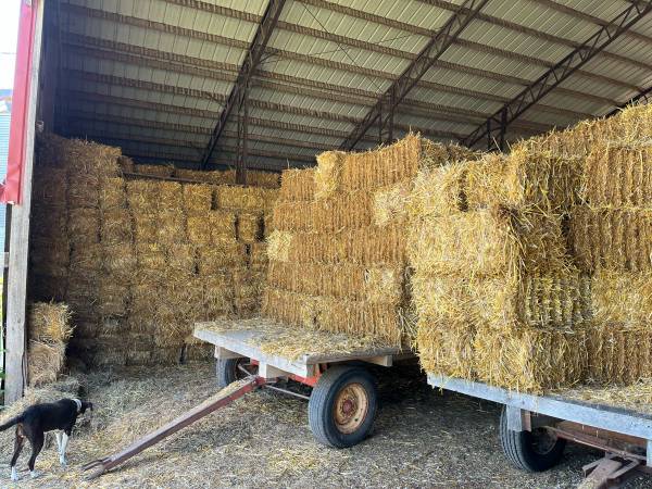 Oat Straw 1