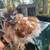 Mille Fleur Silkie showgirl Rooster 2 thumbnail