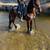 Horse 2 thumbnail