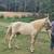 Cremelo dappled Peruvian paso Stallion 1 thumbnail