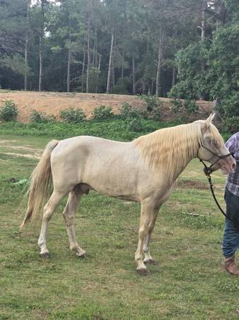 Cremelo dappled Peruvian paso Stallion 1