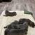 Cane Corso puppies 3 thumbnail