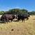 1st and 2nd period bred cattle 3 thumbnail