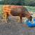 Longhorn heifer 3 thumbnail