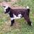 Nigerian Dwarf doeling registered 11 thumbnail