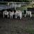 Dorper rams 10 thumbnail