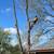 DNG🌳TREE REMOVAL by EXPERTS AND LANDSCAPING SERVICES 25%Off CALL 301-272-5481 1 thumbnail