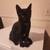 Short hair black kittens 2 thumbnail