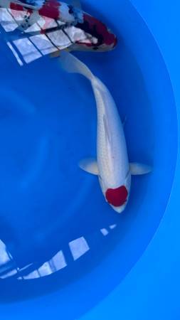 Koi fish 1
