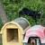 Nigerian dwarf goats 11 thumbnail