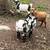 Nigerian dwarf goats naturally poled 3 thumbnail