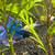 Aquarium plants 6 thumbnail