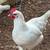 American Breese hens 6 thumbnail